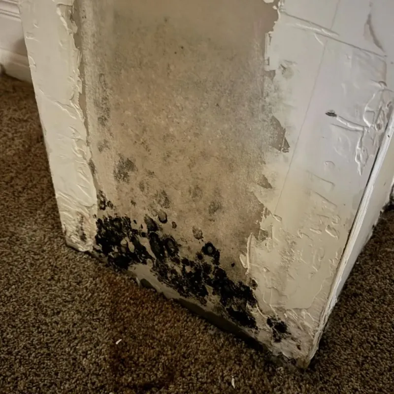 Professional Mold Removal in Red Bluff, CA
